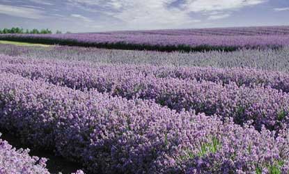 Cotswold Lavender